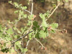 Image of pubescent skunkbush sumac