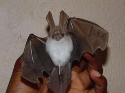 Image of Wood's Slit-faced Bat -- Wood's Slit-faced Bat