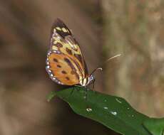 Image of Tithorea harmonia pseudethra Butler 1873