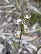 Image of Fragrant leek orchid