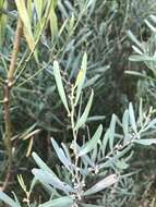 Acacia stricta (Andrews) Willd.的圖片