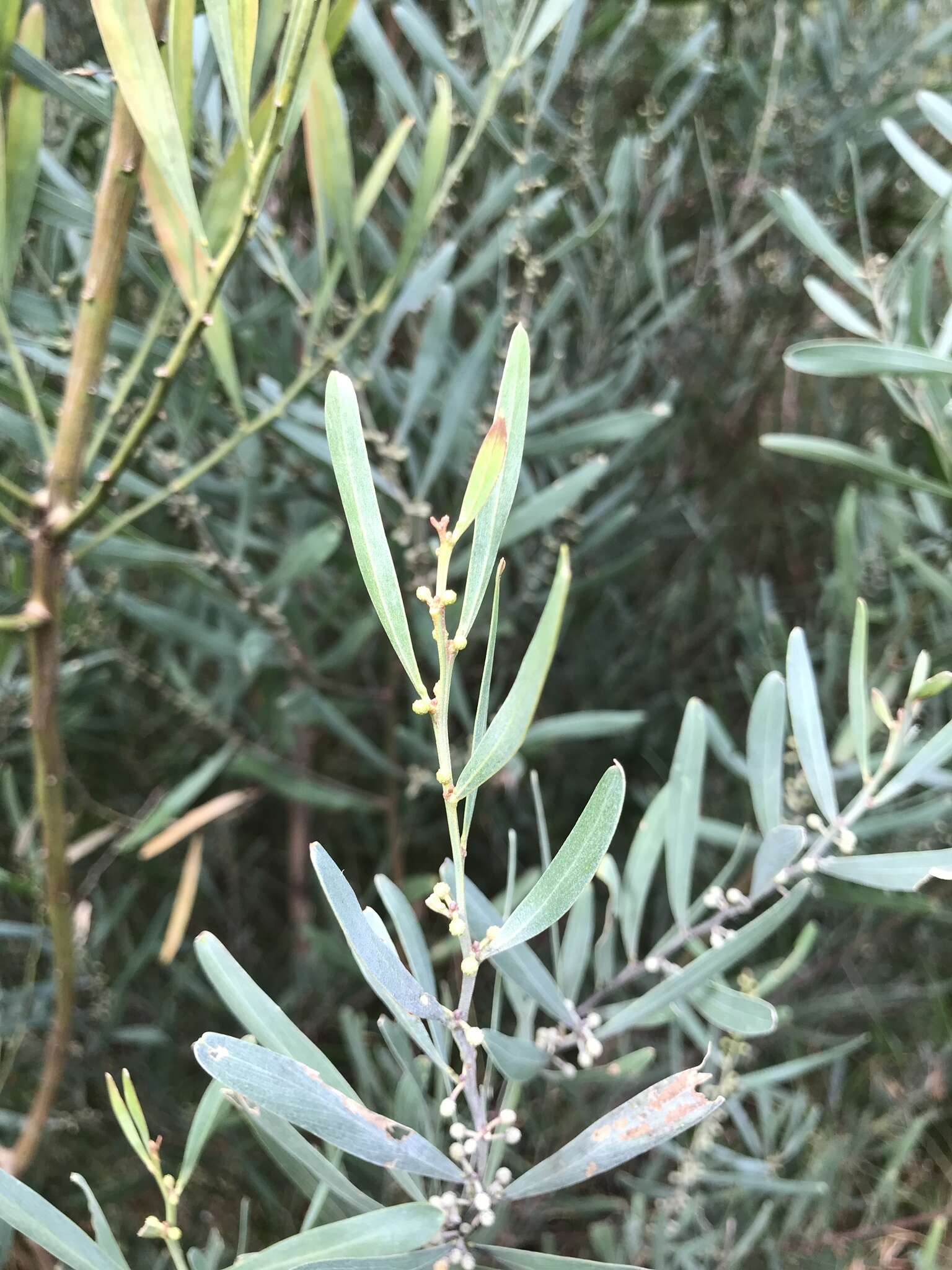 Acacia stricta (Andrews) Willd.的圖片