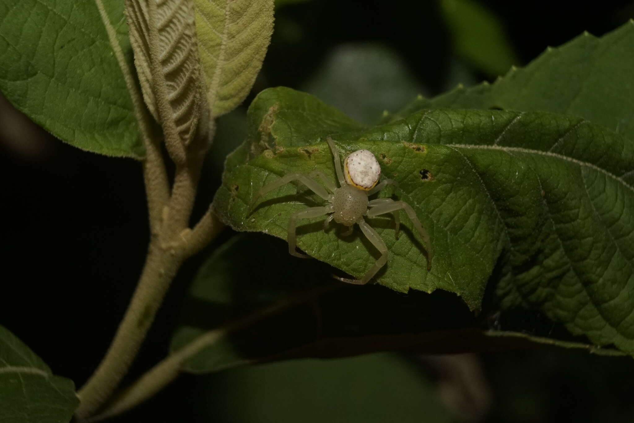 Image of Massuria bellula Xu, Han & Li 2008