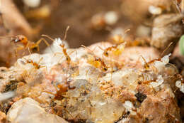 Image de Pheidole desertorum Wheeler 1906