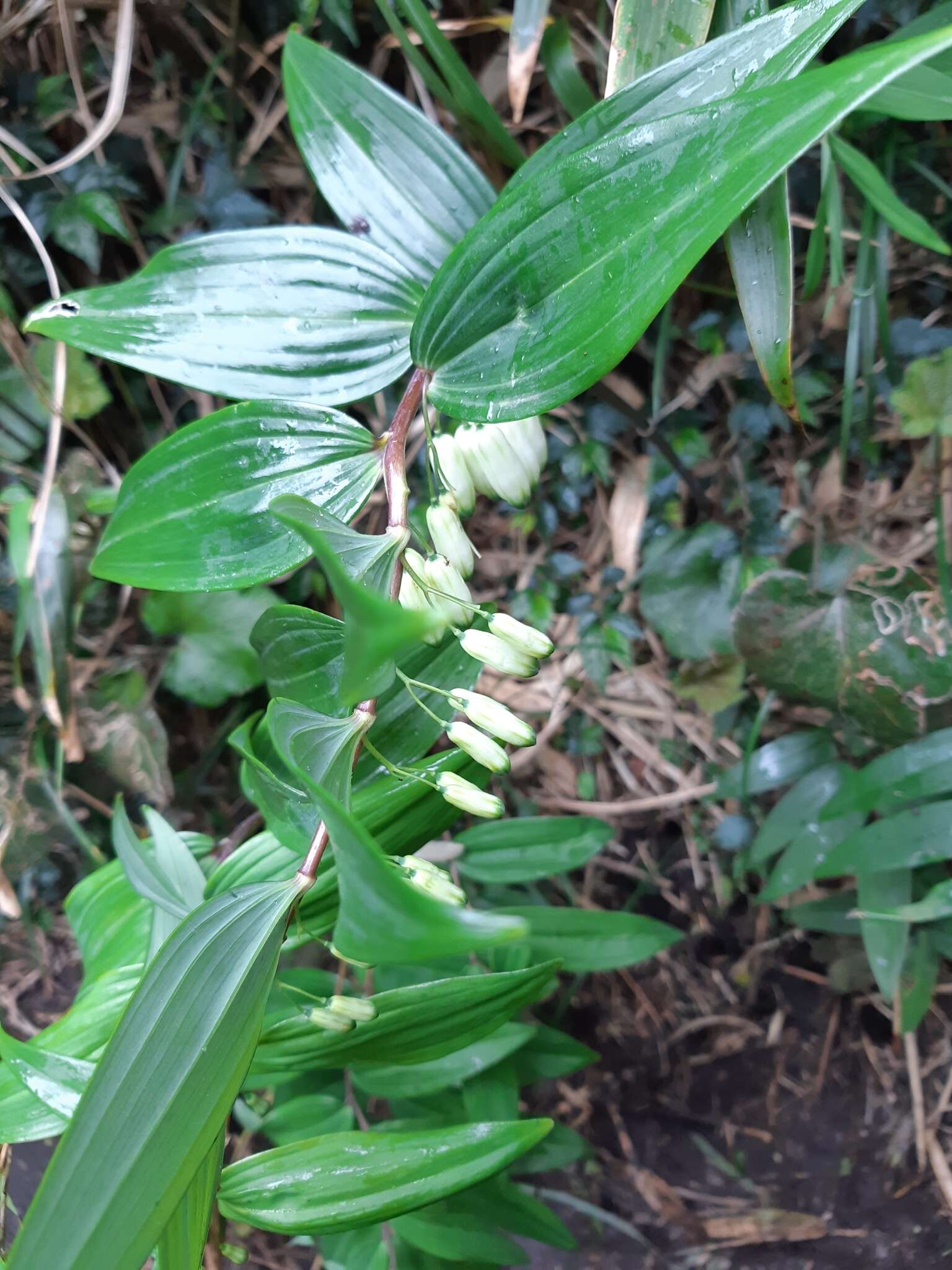 Image of Polygonatum arisanense Hayata