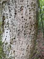 Image of Olea capensis subsp. macrocarpa (C. H. Wright) I. Verd.