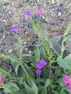 Image of Echium bonnetii Coincy