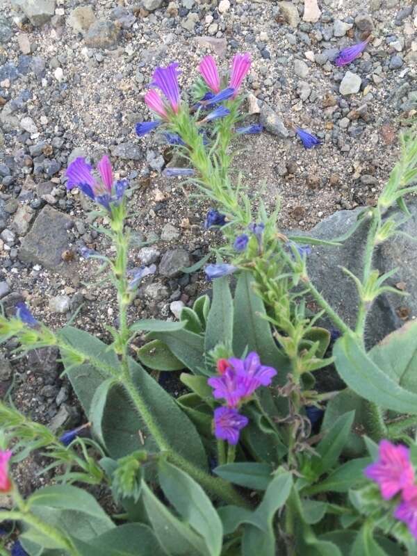 Echium bonnetii Coincy的圖片