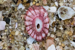 Image of volcano keyhole limpet