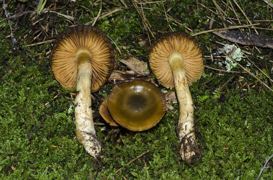 Image of Dermocybe alienata E. Horak 1988