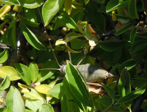 Image of saddle-backed bush-cricket