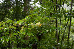 Image of Perkinsiodendron