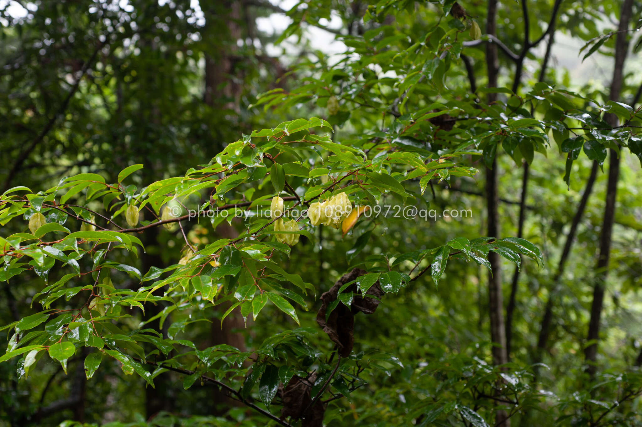 Image of Perkinsiodendron