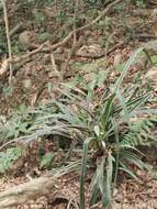 Image of Pandanus austrosinensis T. L. Wu