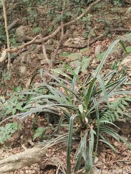 Imagem de Pandanus austrosinensis T. L. Wu