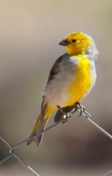 Image of Citron-headed Yellow Finch