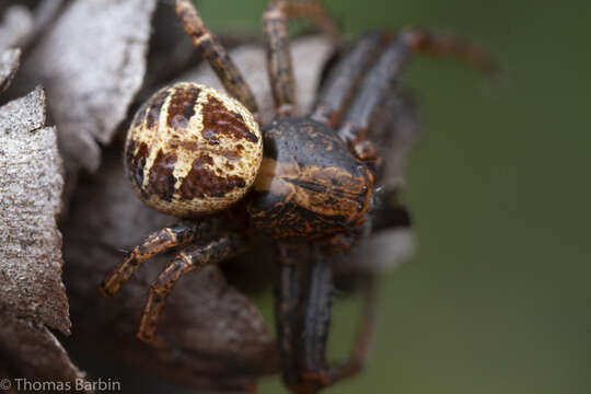 Image of Elegant Crab Spider