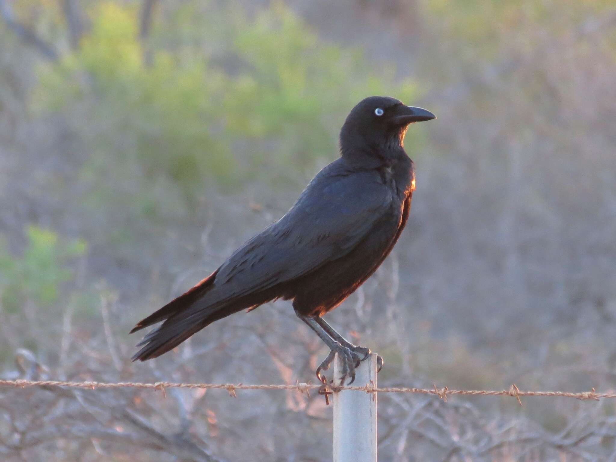 Imagem de Corvus bennetti North 1901