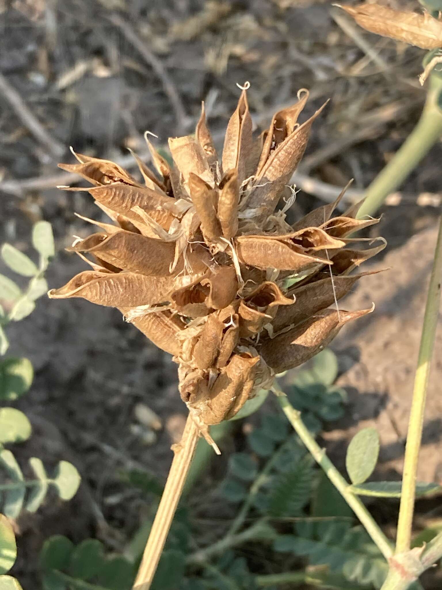 Astragalus canadensis var. brevidens (Gandog.) Barneby的圖片