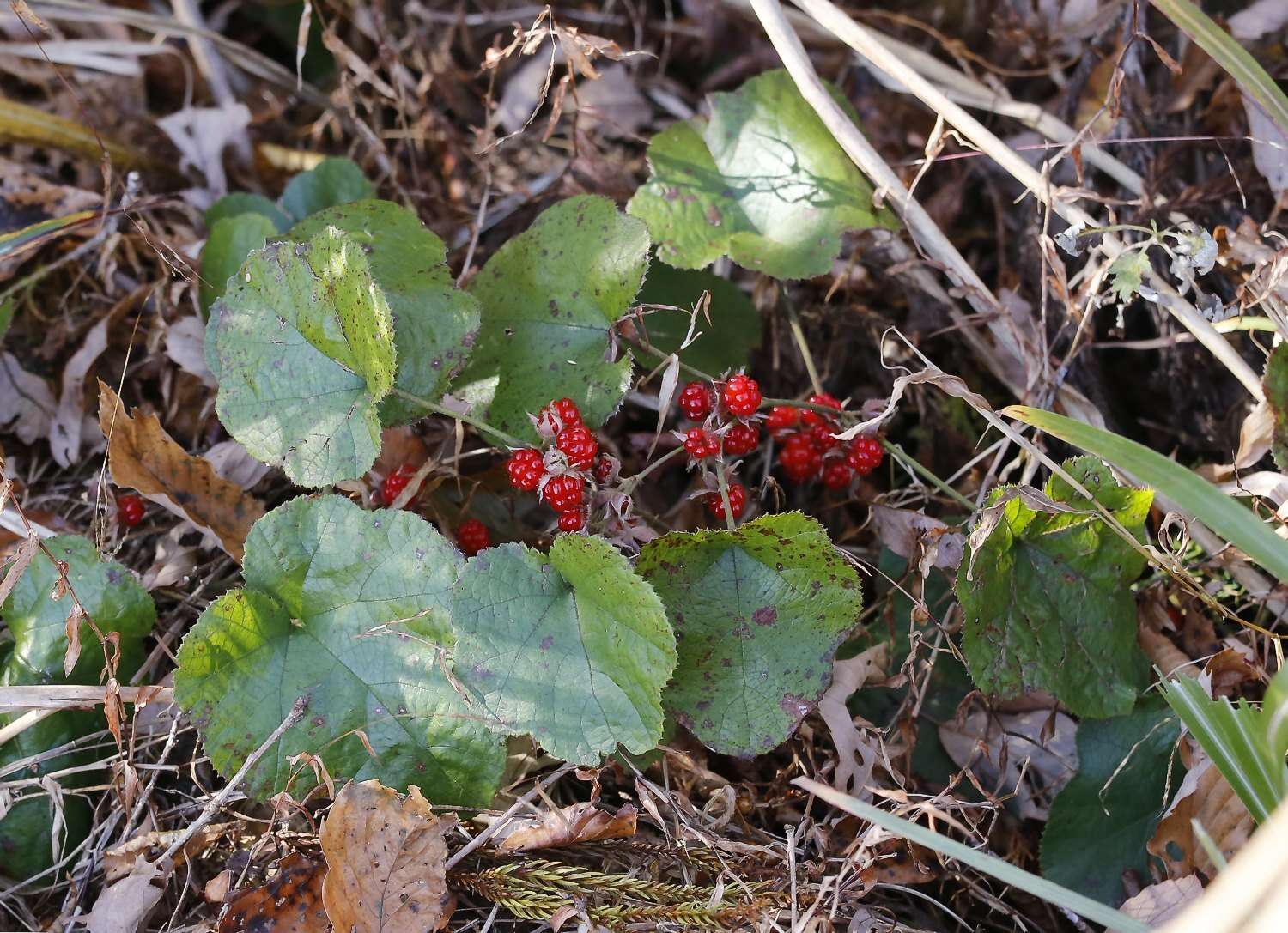 Image de Rubus buergeri Miq.