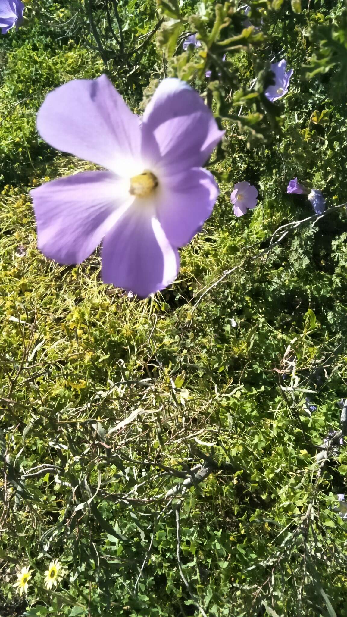 Image of Hibiscus huegelii Endl.