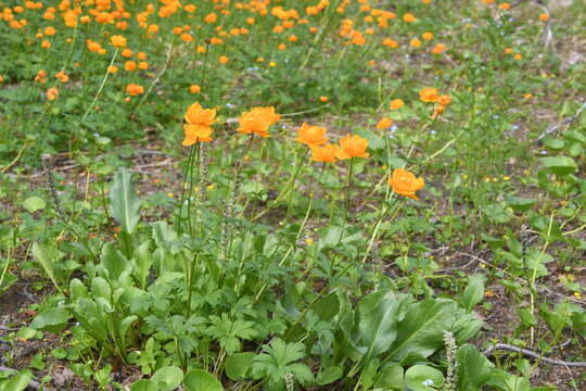 Image of Trollius sibiricus Schipczinsky