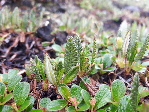 Imagem de Dryas octopetala subsp. hookeriana (Juz.) Hulten