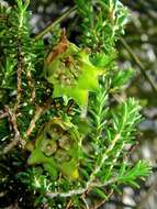 Image of Darwinia helichrysoides (Meissner) Benth.