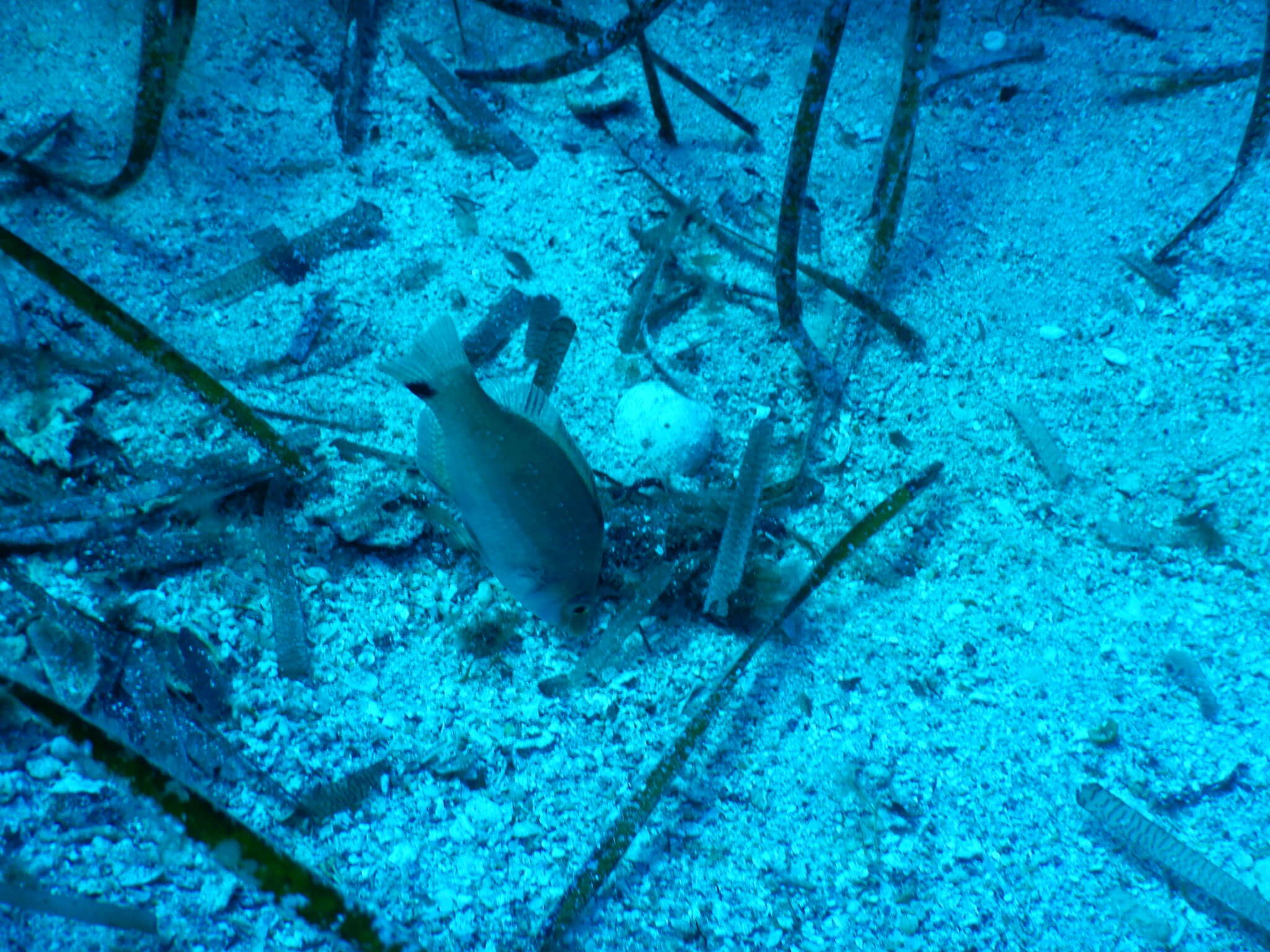 Image of Grey Wrasse