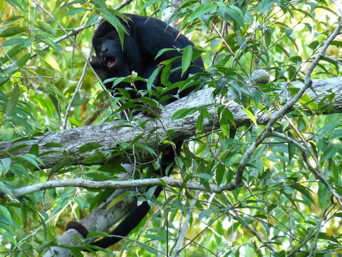 Image of Red-handed Howling Monkey