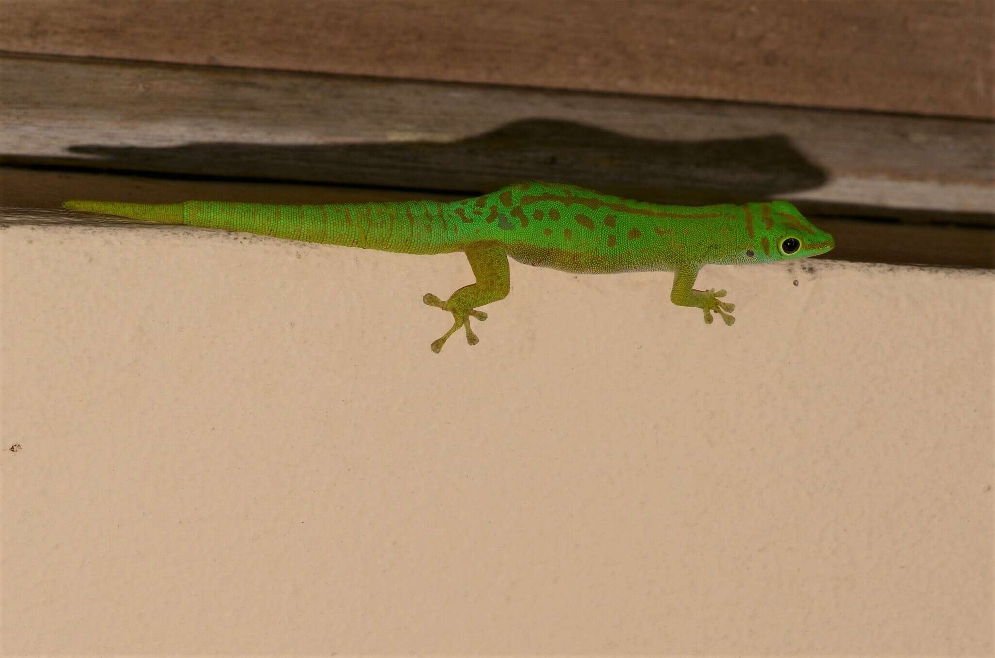 Imagem de Phelsuma astriata semicarinata Cheke 1982