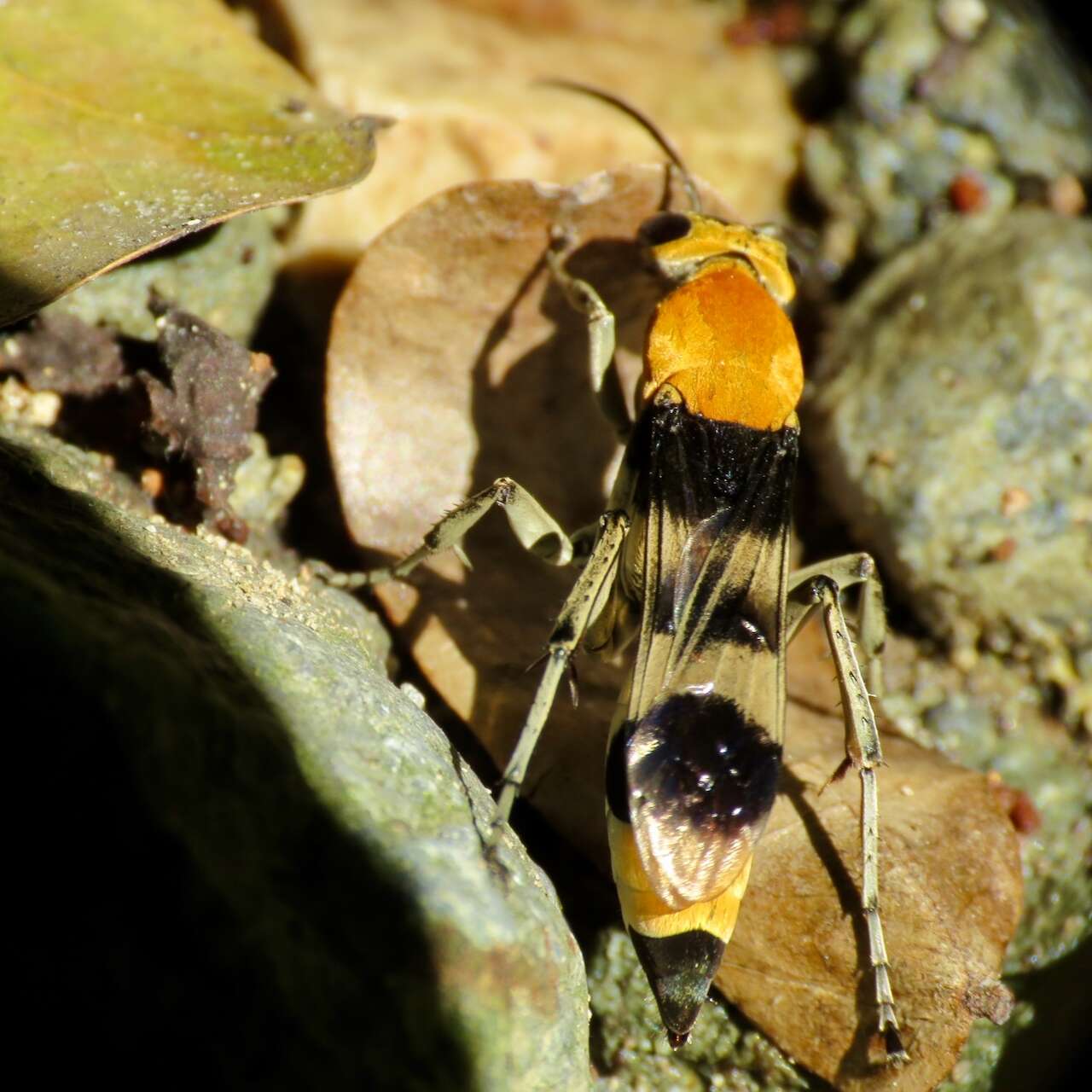 Imagem de Psorthaspis formosa (Smith 1862)