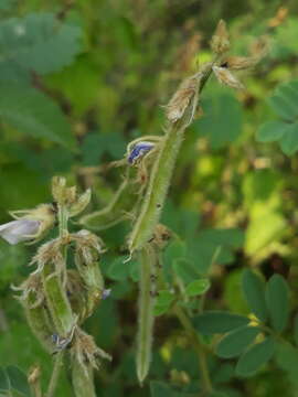 Tephrosia villosa (L.) Pers.的圖片