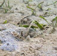 Image of Yellowfoot shrimpgoby