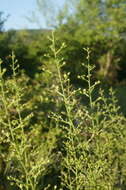 Image of Scrophularia canina subsp. bicolor (Sibth. & Sm.) W. Greuter