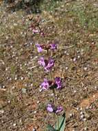 Image of handsome beardtongue