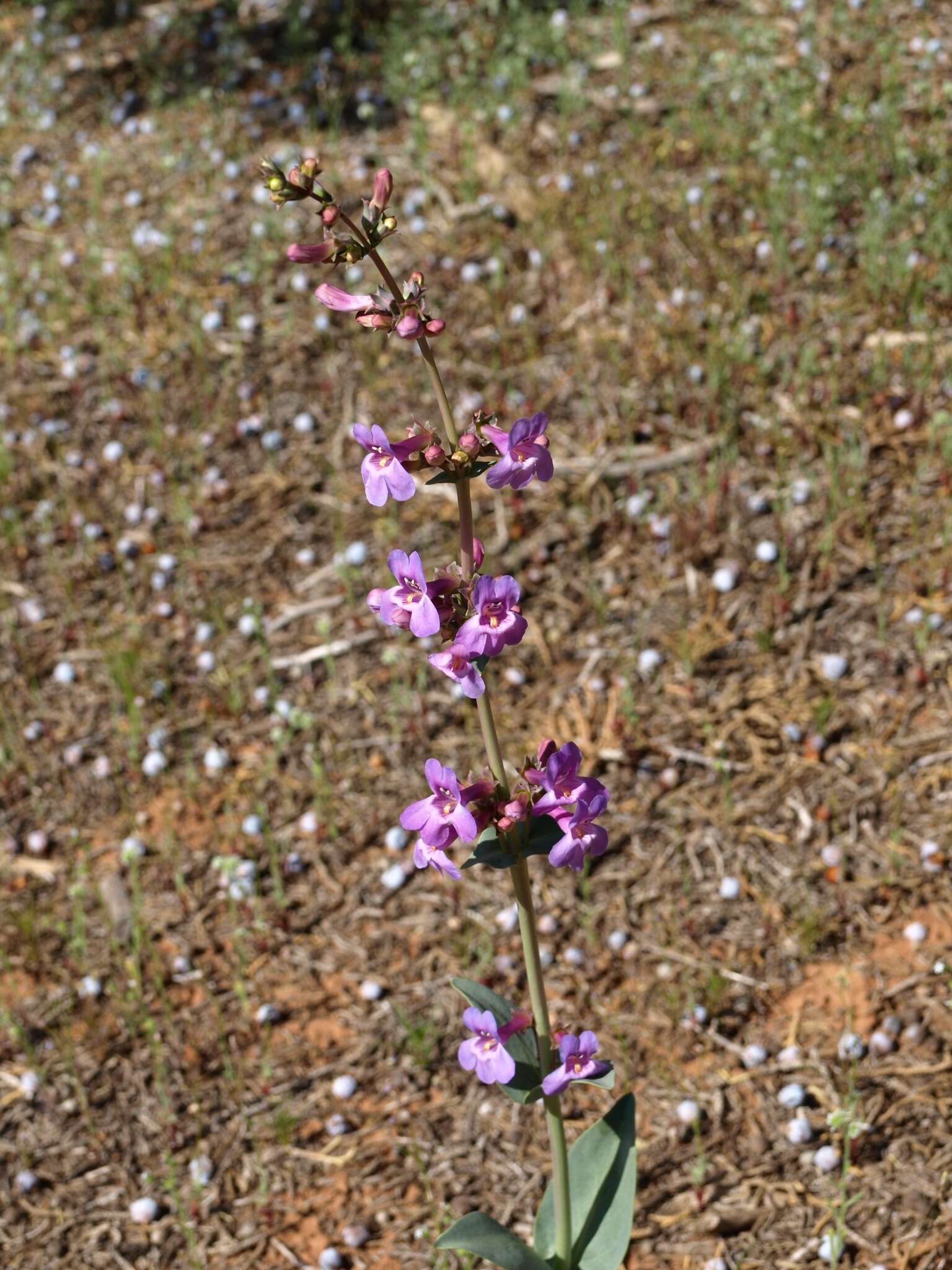 Image of handsome beardtongue