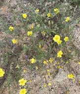 Plancia ëd Helianthemum hirtum (L.) Miller