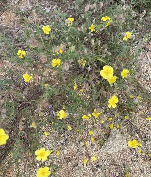 Image de Helianthemum hirtum (L.) Miller