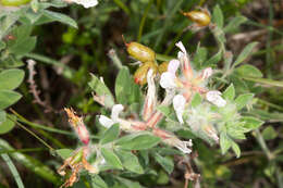 Image of hairy canary-clover