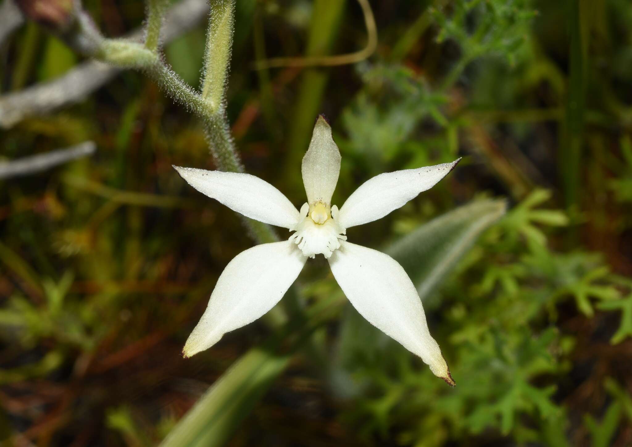 Image of Caladenia marginata Lindl.