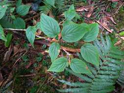 Image de Viburnum furcatum Bl. ex Hook. fil. & Thoms.