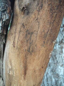 Image of Dutch elm disease beetle