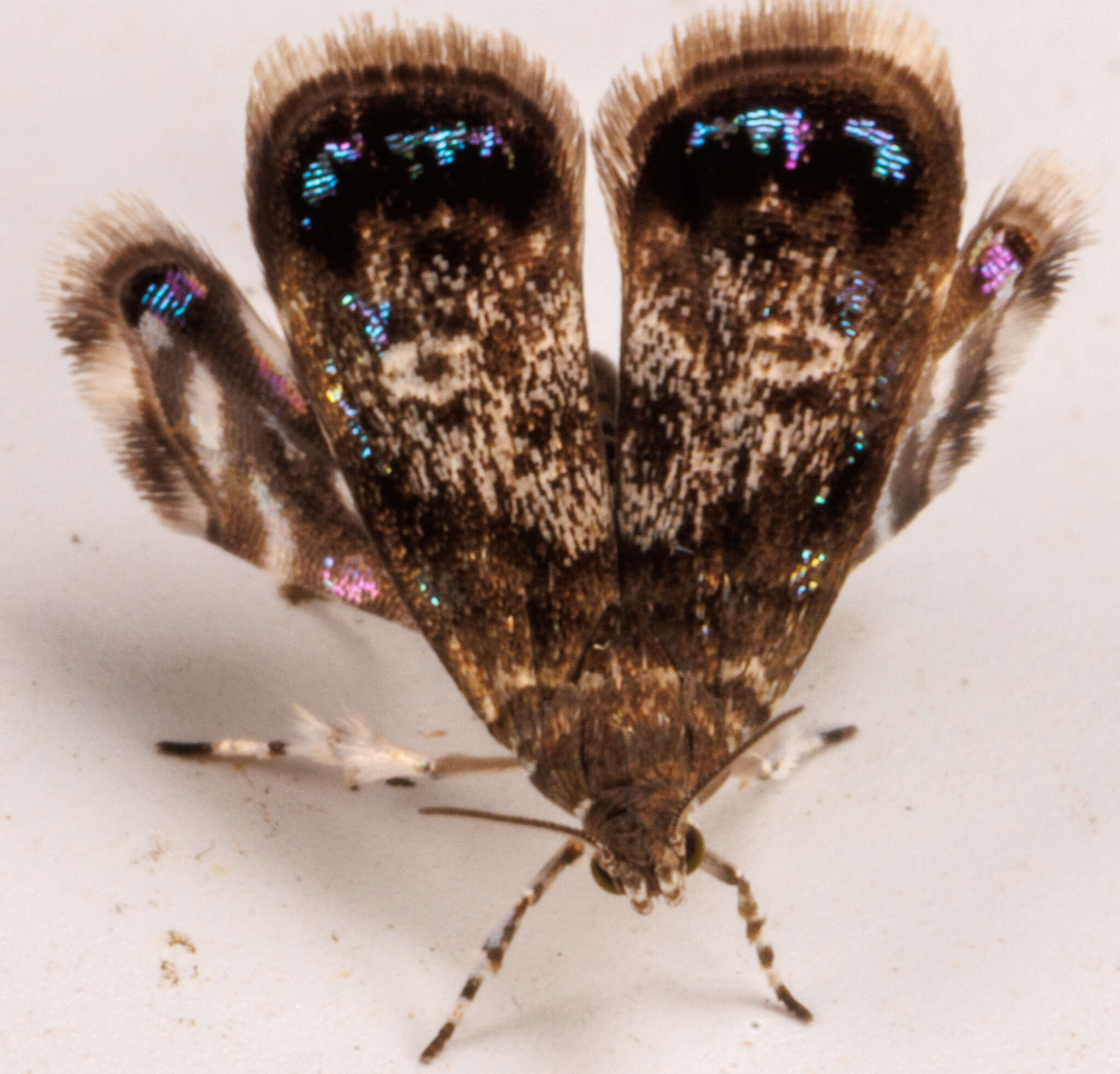 Image of Peacock Brenthia