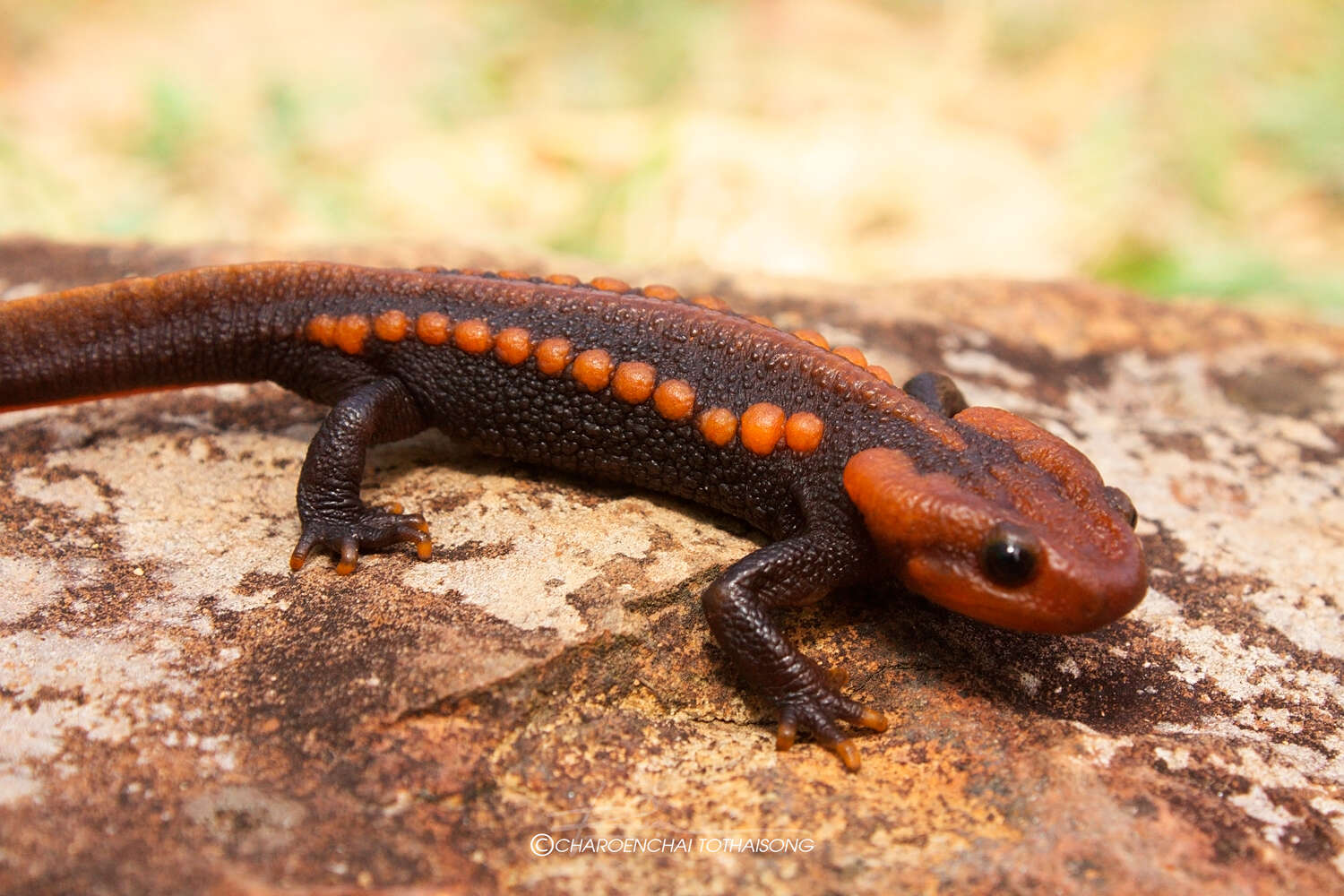 Image of Loei Crocodile Newt