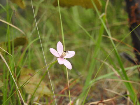 Image of Cosmos ochroleucoflorus Melchert