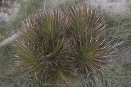 Agave striata subsp. striata resmi