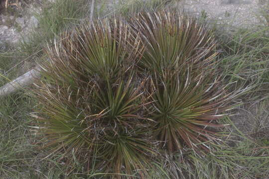 Agave striata subsp. striata resmi