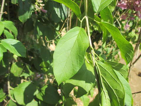 Image of Fridericia floribunda (Kunth) L. G. Lohmann