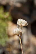 Image of Gypsophila pallasii S. S. Ikonnikov